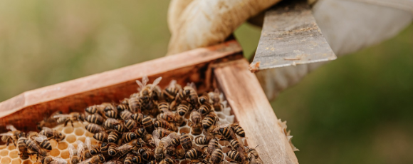 Man holding bees